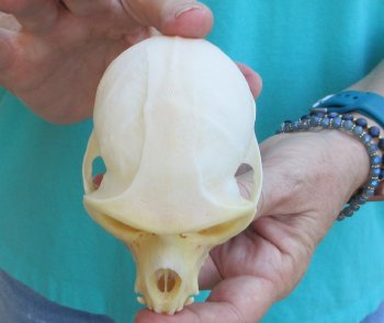 4" Male African Vervet Monkey Skull  (CITES P-000040541)