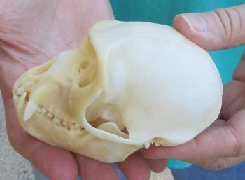 4" Male African Vervet Monkey Skull  (CITES P-000040541)
