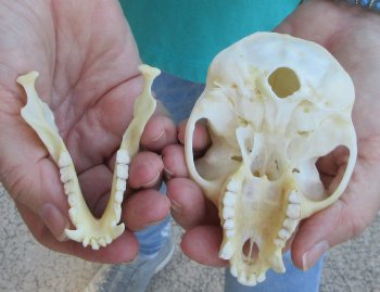 4" Male African Vervet Monkey Skull  (CITES P-000040541)