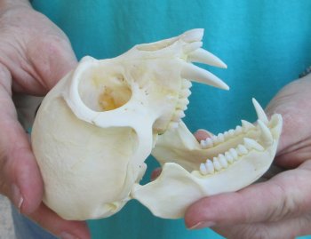 Slight B-Grade 4" Male African Vervet Monkey Skull  (CITES P-000040541)