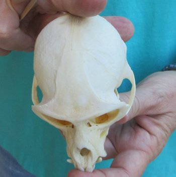 Slight B-Grade 4" Male African Vervet Monkey Skull  (CITES P-000040541)