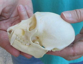 Slight B-Grade 4" Male African Vervet Monkey Skull  (CITES P-000040541)