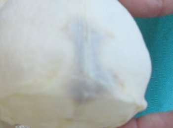 Slight B-Grade 4" Male African Vervet Monkey Skull  (CITES P-000040541)