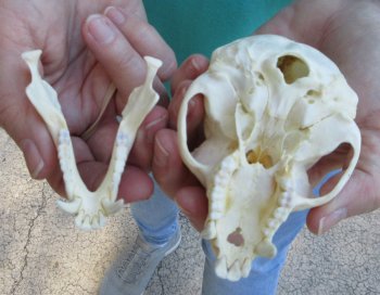 Slight B-Grade 4" Male African Vervet Monkey Skull  (CITES P-000040541)