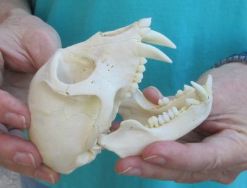 Slight B-Grade 4" Male African Vervet Monkey Skull  (CITES P-000040541)