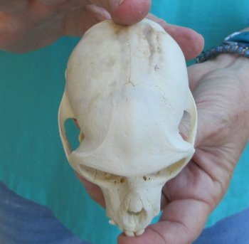 Slight B-Grade 4" Male African Vervet Monkey Skull  (CITES P-000040541)