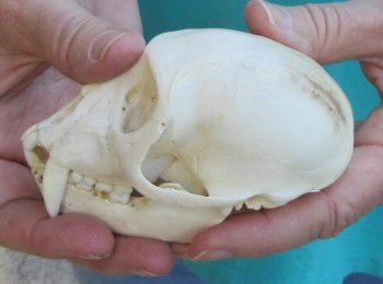 Slight B-Grade 4" Male African Vervet Monkey Skull  (CITES P-000040541)