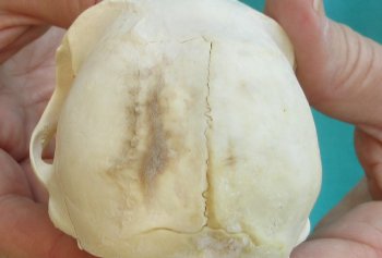 Slight B-Grade 4" Male African Vervet Monkey Skull  (CITES P-000040541)