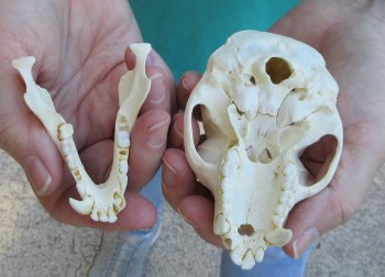Slight B-Grade 4" Male African Vervet Monkey Skull  (CITES P-000040541)