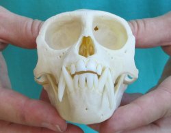 Slight B-Grade 4&qu...