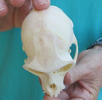 Slight B-Grade 4" Male African Vervet Monkey Skull  (CITES P-000040541)