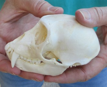 Slight B-Grade 4" Male African Vervet Monkey Skull  (CITES P-000040541)