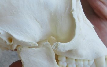 Slight B-Grade 4" Male African Vervet Monkey Skull  (CITES P-000040541)