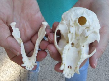 Slight B-Grade 4" Male African Vervet Monkey Skull  (CITES P-000040541)