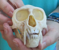 Slight B-Grade 4" Male African Vervet Monkey Skull  (CITES P-000040541)