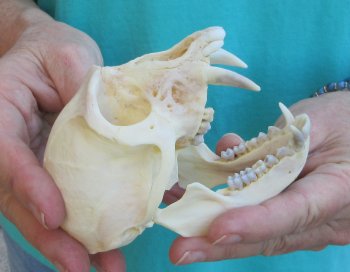 Slight B-Grade 4" Male African Vervet Monkey Skull  (CITES P-000040541)