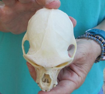 Slight B-Grade 4" Male African Vervet Monkey Skull  (CITES P-000040541)