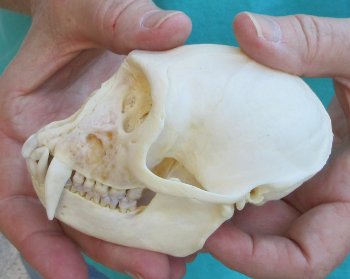 Slight B-Grade 4" Male African Vervet Monkey Skull  (CITES P-000040541)