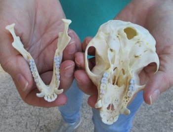 Slight B-Grade 4" Male African Vervet Monkey Skull  (CITES P-000040541)