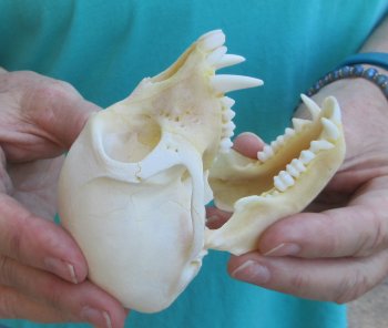 Slight B-Grade 4" Male African Vervet Monkey Skull  (CITES P-000040541)