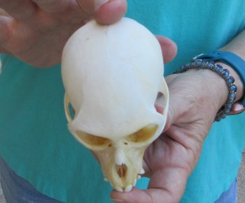Slight B-Grade 4" Male African Vervet Monkey Skull  (CITES P-000040541)
