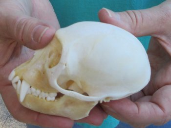Slight B-Grade 4" Male African Vervet Monkey Skull  (CITES P-000040541)
