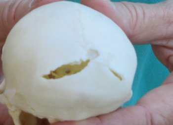 Slight B-Grade 4" Male African Vervet Monkey Skull  (CITES P-000040541)