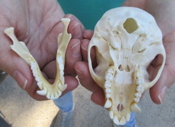 Slight B-Grade 4" Male African Vervet Monkey Skull  (CITES P-000040541)