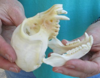 Slight B-Grade 4" Male African Vervet Monkey Skull  (CITES P-000040541)