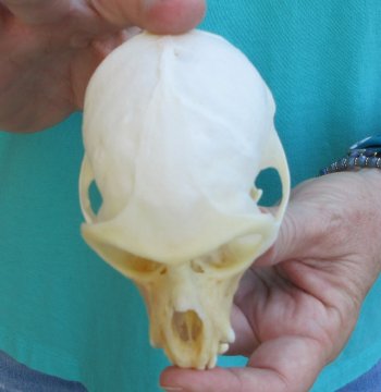Slight B-Grade 4" Male African Vervet Monkey Skull  (CITES P-000040541)