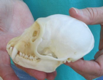 Slight B-Grade 4" Male African Vervet Monkey Skull  (CITES P-000040541)