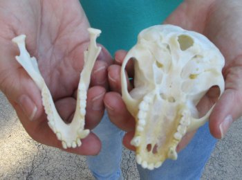 Slight B-Grade 4" Male African Vervet Monkey Skull  (CITES P-000040541)