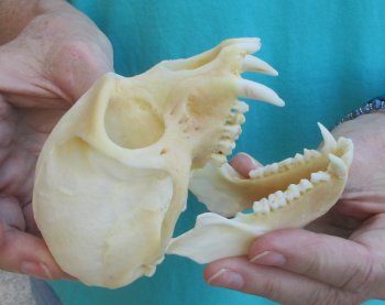 Slight B-Grade 4-1/4" Male African Vervet Monkey Skull  (CITES P-000040541)