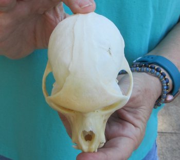 Slight B-Grade 4-1/4" Male African Vervet Monkey Skull  (CITES P-000040541)