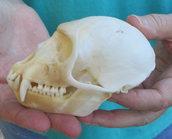 Slight B-Grade 4-1/4" Male African Vervet Monkey Skull  (CITES P-000040541)