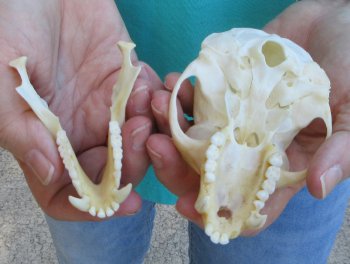Slight B-Grade 4-1/4" Male African Vervet Monkey Skull  (CITES P-000040541)