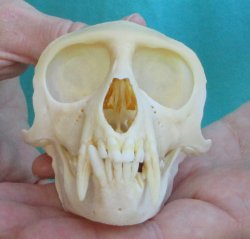 Slight B-Grade 4&qu...