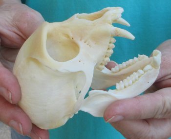 Slight B-Grade 4" Male African Vervet Monkey Skull  (CITES P-000040541)