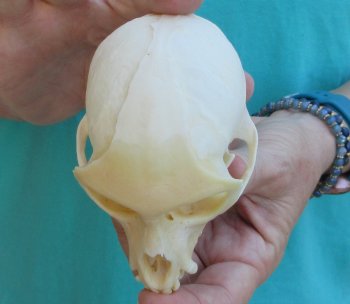 Slight B-Grade 4" Male African Vervet Monkey Skull  (CITES P-000040541)