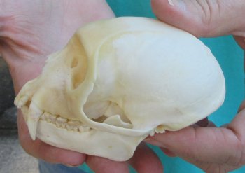 Slight B-Grade 4" Male African Vervet Monkey Skull  (CITES P-000040541)