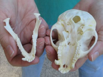 Slight B-Grade 4" Male African Vervet Monkey Skull  (CITES P-000040541)