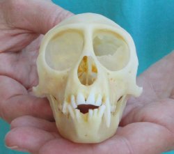 Slight B-Grade 3-3/...