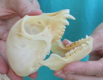 Slight B-Grade 3-3/4" Female African Vervet Monkey Skull  (CITES P-000040541)