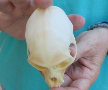 Slight B-Grade 3-3/4" Female African Vervet Monkey Skull  (CITES P-000040541)