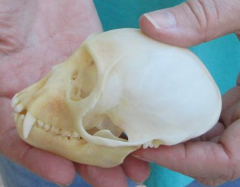 Slight B-Grade 3-3/4" Female African Vervet Monkey Skull  (CITES P-000040541)