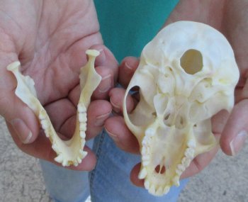 Slight B-Grade 3-3/4" Female African Vervet Monkey Skull  (CITES P-000040541)