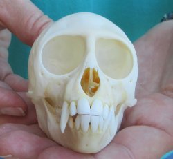 Slight B-Grade 3-1/...