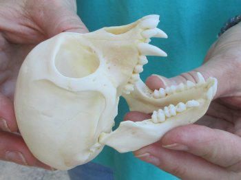 Slight B-Grade 3-1/2" Female African Vervet Monkey Skull  (CITES P-000040541)