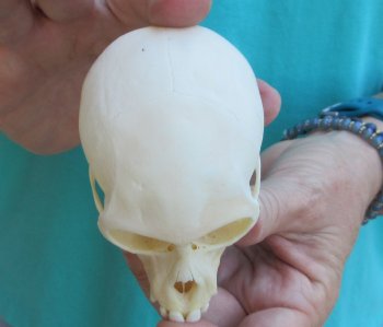 Slight B-Grade 3-1/2" Female African Vervet Monkey Skull  (CITES P-000040541)