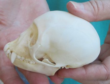 Slight B-Grade 3-1/2" Female African Vervet Monkey Skull  (CITES P-000040541)
